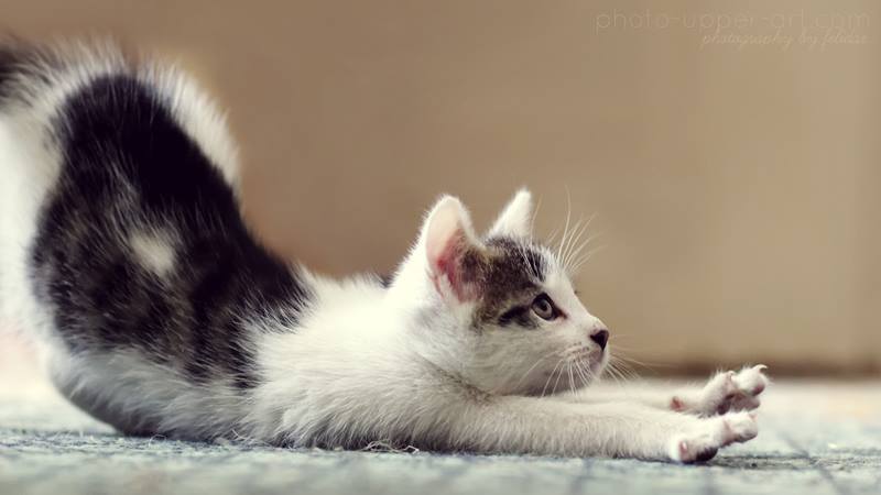 Kitten-yoga